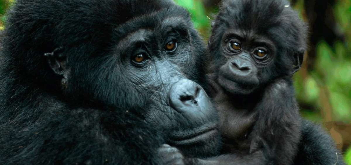Un nuevo estudio advierte que se acelera la extinci&oacute;n masiva de animales