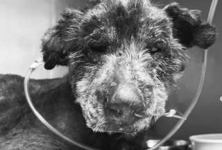 La perrita fue hallada en estado crítico y recibe cuidados veterinarios. 