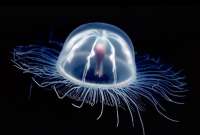 Se abre la puerta para evitar el envejecimiento gracias a la medusa inmortal