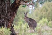 En Australia captaron a un canguro gigante.