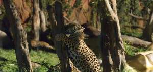 De los 14 programas de conservaci&oacute;n vigentes en el pa&iacute;s, cuatro corresponden a aves, entre ellas el c&oacute;ndor andino. Otros seis planes est&aacute;n dirigidos a mam&iacute;feros, entre ellos el oso de anteojos, el jaguar, el tapir, la vicu&ntilde;a, el pecar&iacute; y varias especies de primates.