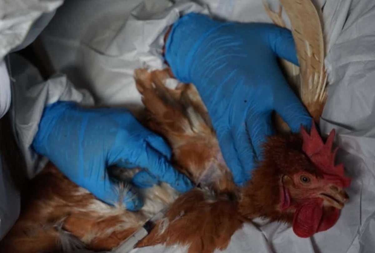 150 personas del MAG trabajan para erradicar la influenza aviar. 