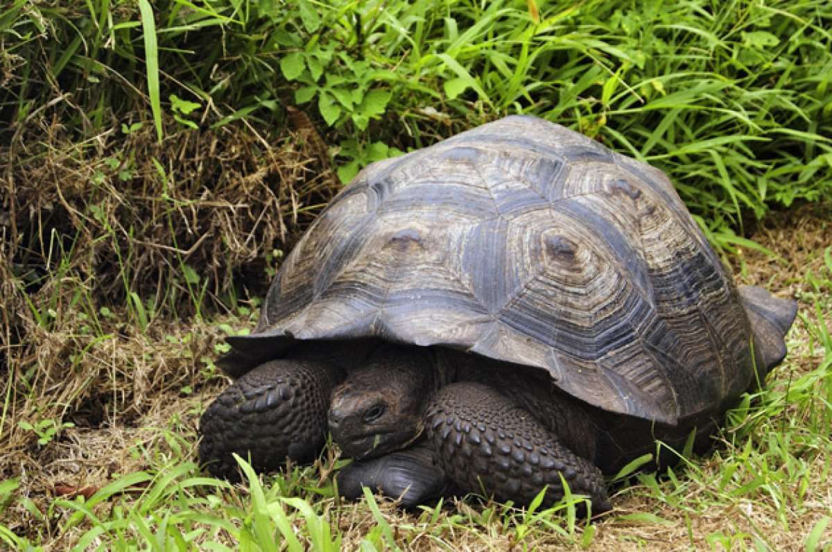 La nueva especie de tortuga fue bautizada como Chelonoidis donfaustoi en honor a Fausto Llerena, el hist&oacute;rico custodio del solitario George. Foto: Cortes&iacute;a DPNG