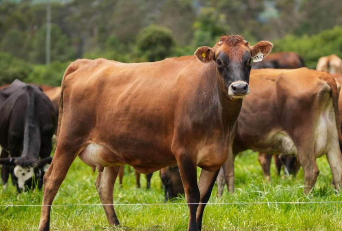 Estado busca modernizar la ganader&iacute;a con capacitaci&oacute;n, kits e incentivos