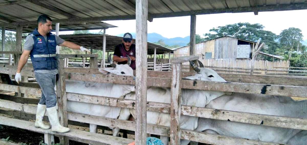 4,5 millones de bovinos ser&aacute;n vacunados