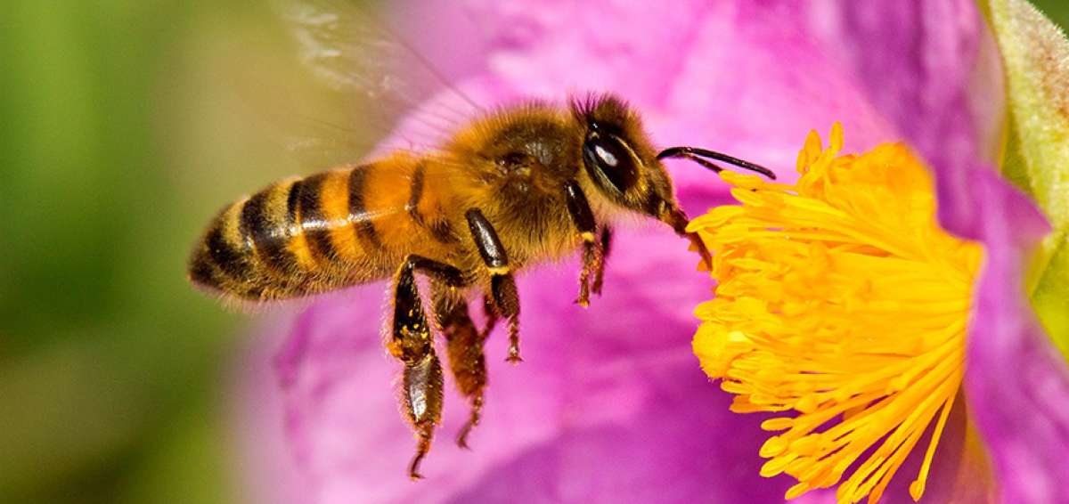 La abeja de miel o mel&iacute;fera est&aacute; en riesgo. 