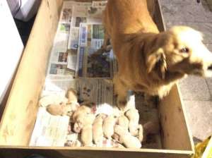 Melibea, la mascota del Mandatario, tuvo 12 cachorritos. Foto: Twitter / Rafael Correa 