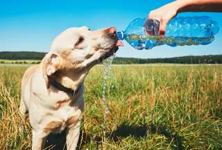 Altas temperaturas, alto riesgo: cómo evitar que tu mascota sufra un golpe de calor