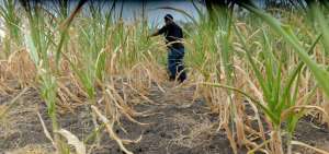 Seguro agr&iacute;cola protegi&oacute; el cultivo de m&aacute;s de 17.000 productores