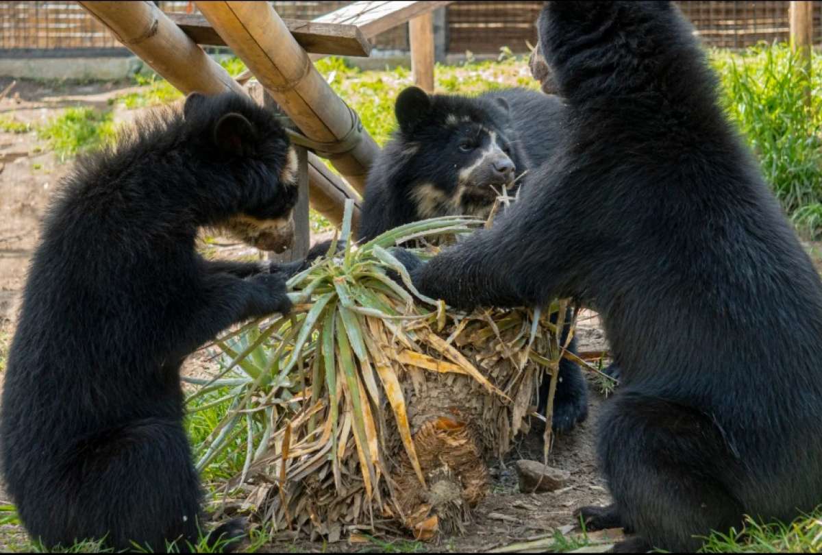 El Zool&oacute;gico de Quito se transforma e inaugura un espacio para osos