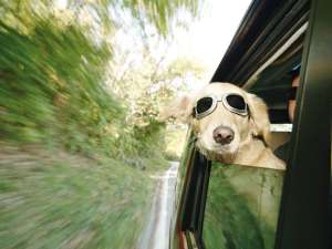El viaje en auto marea a los perros