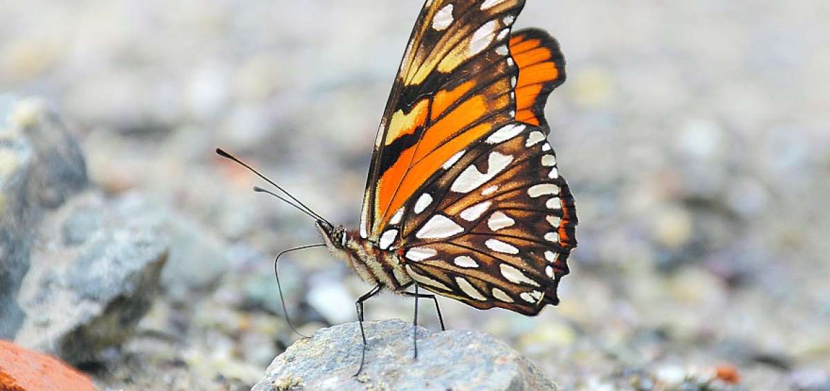 En la comunidad El Baboso, en los &uacute;ltimos seis meses, se identific&oacute; 46 especies de mariposas.