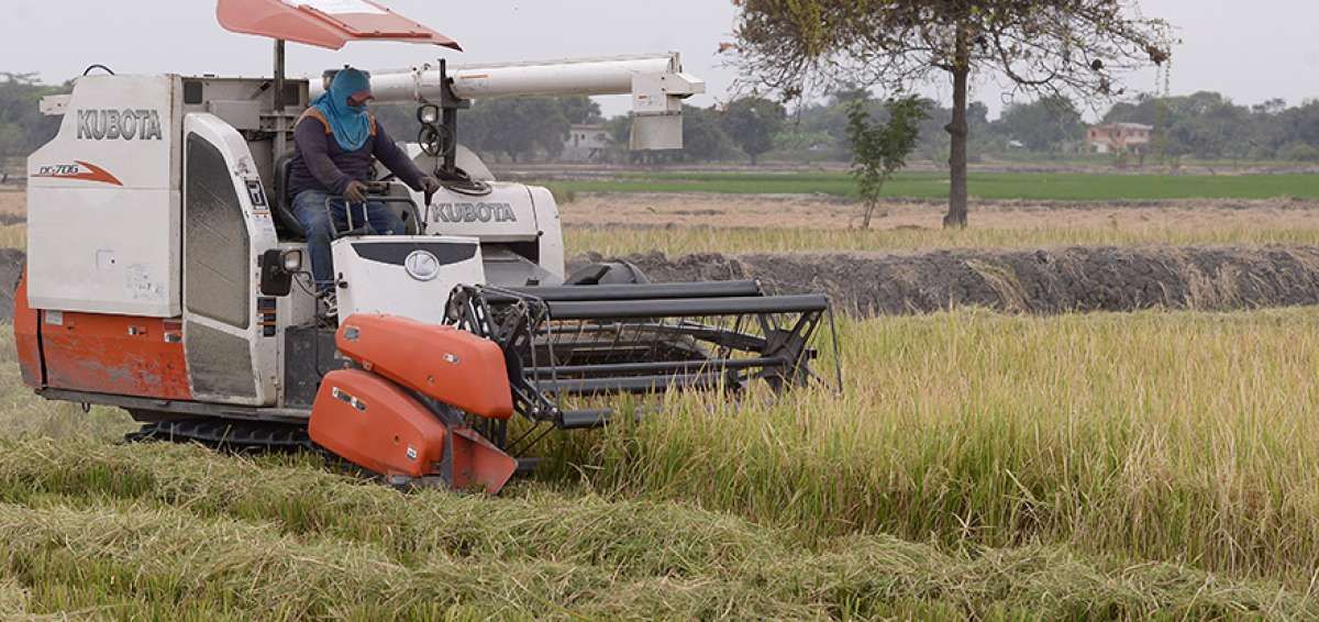 La accesibilidad a los terrenos de arroz es uno de los beneficios al momento de usar estas cosechadoras.