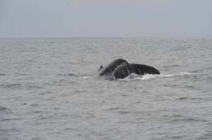 El turismo de ballenas aplica l&iacute;mites ecol&oacute;gicos (Infograf&iacute;a y Video)