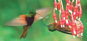 Quito es el h&aacute;bitat de 120 especies de aves