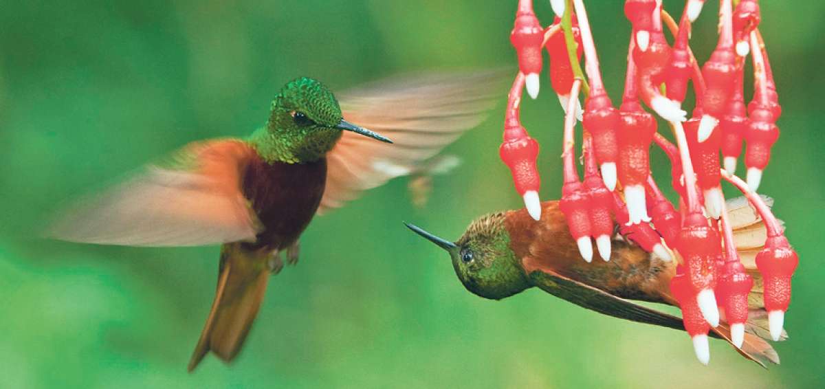 Quito es el h&aacute;bitat de 120 especies de aves