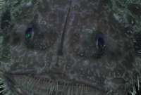 Imágenes captan al ‘demonio marino’ en Galápagos. 
