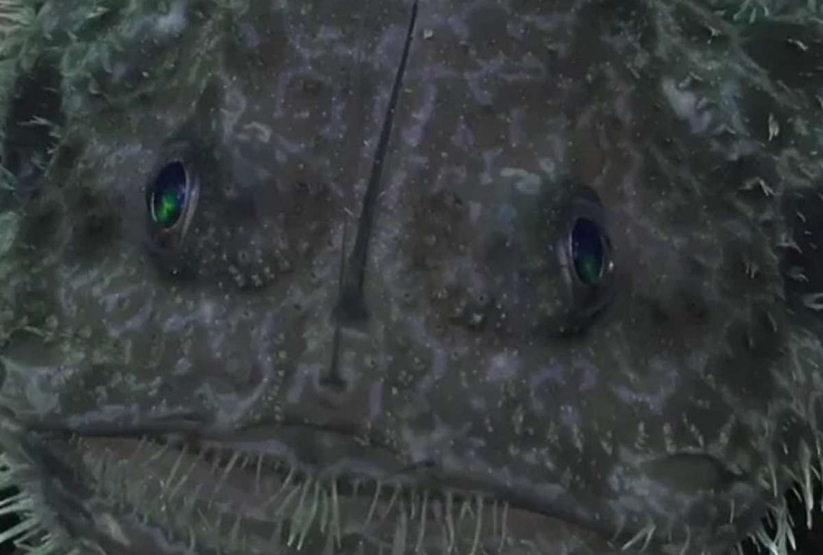 Imágenes captan al ‘demonio marino’ en Galápagos.