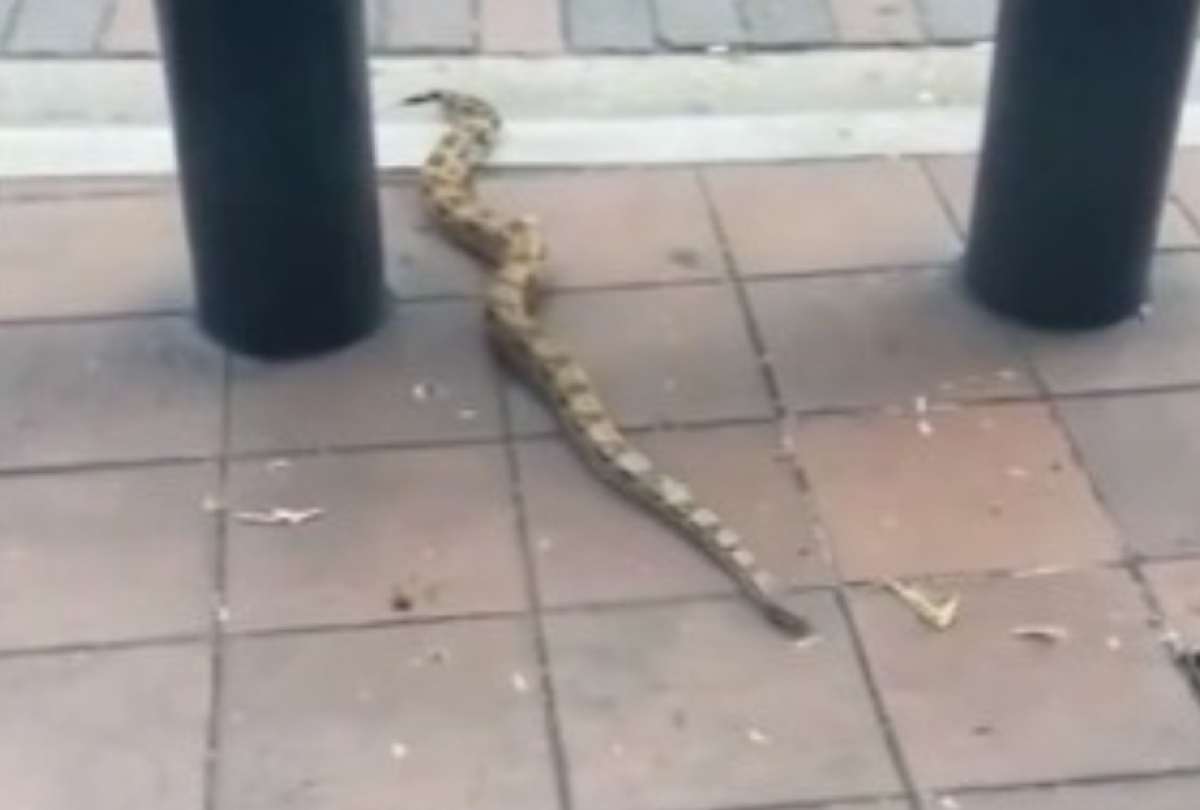 Bienestar Animal rescató a una boa que estaba en la av. 9 de Octubre, en el centro de Guayaquil.