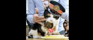Jap&oacute;n llora la muerte de Tama, la gata jefe de estaci&oacute;n