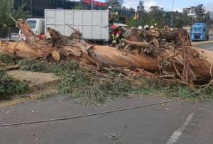 La vía Interoceánica está parcialmente cerrada por la caída de un árbol. 