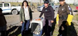 Personal del Ministerio del Ambiente realiza control para determinar la salud de las aves.