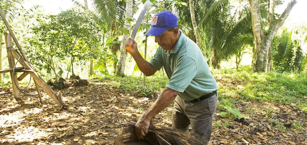 El clima c&aacute;lido y humedo de la Amazonia ha permitido que se desarrolle el chape que es la palma donde se obtiene la fibra para elaborar escobas