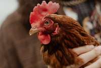 China reporta el primer caso de gripe aviar H3N8