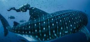 Expedici&oacute;n Cient&iacute;fica marca diez tiburones ballenas en Gal&aacute;pagos