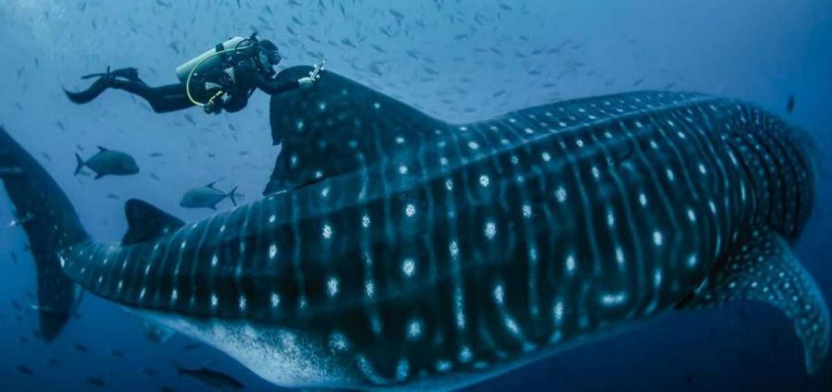 Expedici&oacute;n Cient&iacute;fica marca diez tiburones ballenas en Gal&aacute;pagos
