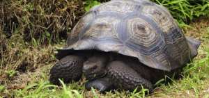 Tortugas gigantes de Gal&aacute;pagos ser&aacute;n monitoreadas por una Estaci&oacute;n Espacial Internacional
