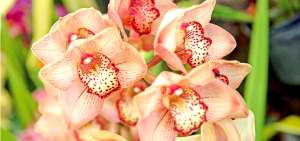 Ecuador, el pa&iacute;s m&aacute;s rico en orqu&iacute;deas