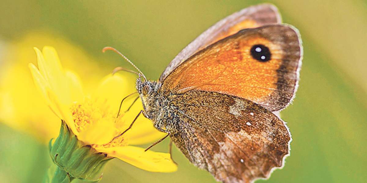 La mariposa lobito agreste, muy com&uacute;n en los jard&iacute;nes de Londres, tuvo un incremento del 17% en 2015. Cortes&iacute;a big butterfly count
