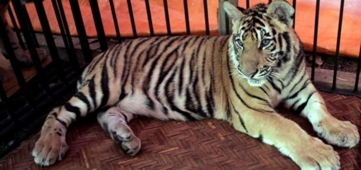 Hallan 5 tigres en un congelador en Vietnam