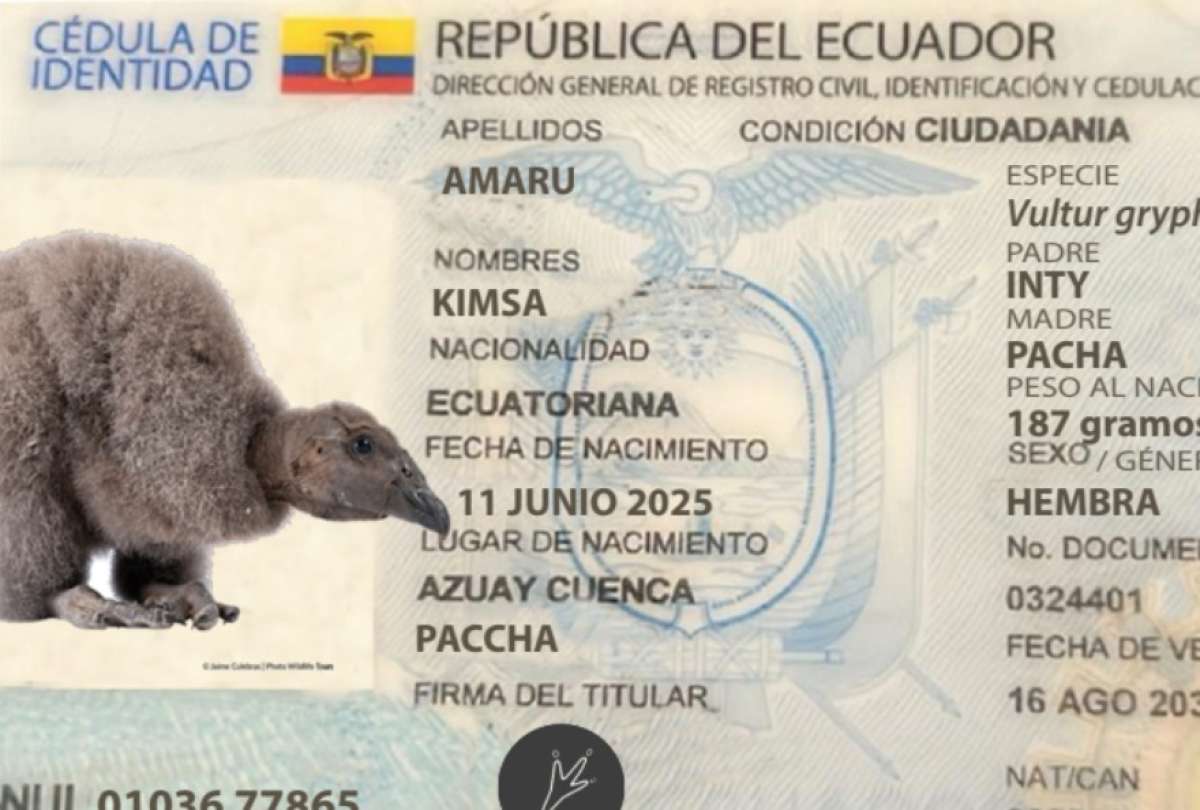 Tras una votación con más de 24 mil participantes, la pichona de cóndor andino nacida en el Bioparque Amaru recibió el nombre "Kimsa". 