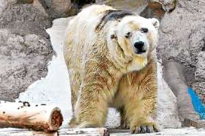 La liberaci&oacute;n del oso polar caus&oacute; la creaci&oacute;n de una p&aacute;gina en Facebook y el hashtag #FreeArturo en Twitter. Foto: www.change.org