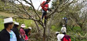 Los habitantes de las comunidades beneficiadas con la poda de las plantas ayudaron a los t&eacute;cnicos en su labor.