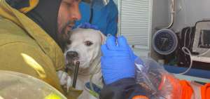 Bomberos rescataron a una perrita de incendio en Los Ceibos