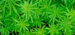 Colombia da primera licencia de cannabis medicinal a empresa de Canad&aacute;