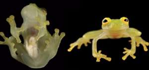 La rana de cristal, una nueva especie hallada en Ecuador