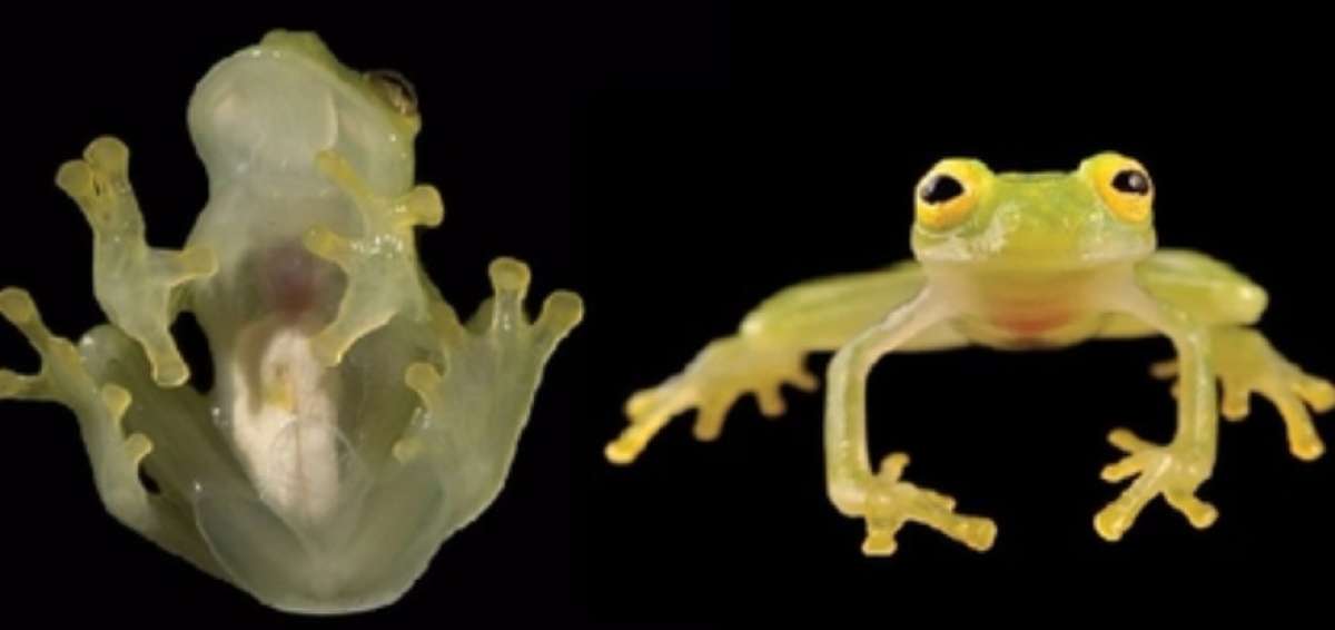 La rana de cristal, una nueva especie hallada en Ecuador