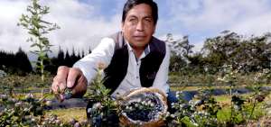La plantaci&oacute;n se hace en invernaderos, en cultivos semihidrop&oacute;nicos y a cielo abierto. Su recolecci&oacute;n es similar a la del caf&eacute;, fruto por fruto.