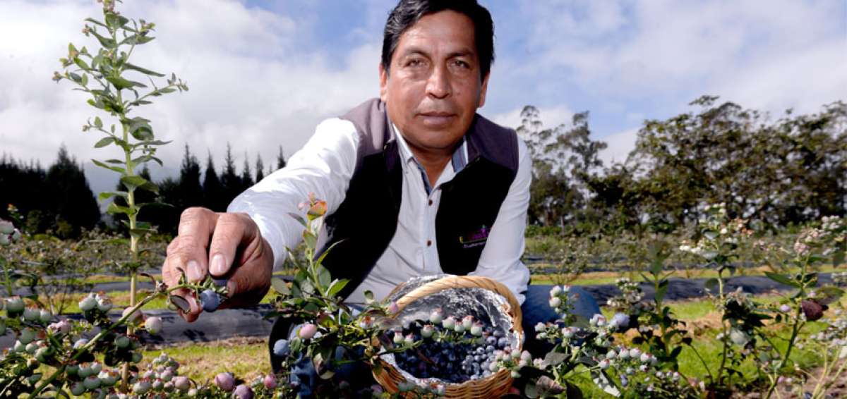 La plantaci&oacute;n se hace en invernaderos, en cultivos semihidrop&oacute;nicos y a cielo abierto. Su recolecci&oacute;n es similar a la del caf&eacute;, fruto por fruto.