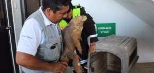MAE sanciona a procesados por atropello de iguana en aeropuerto de Baltra