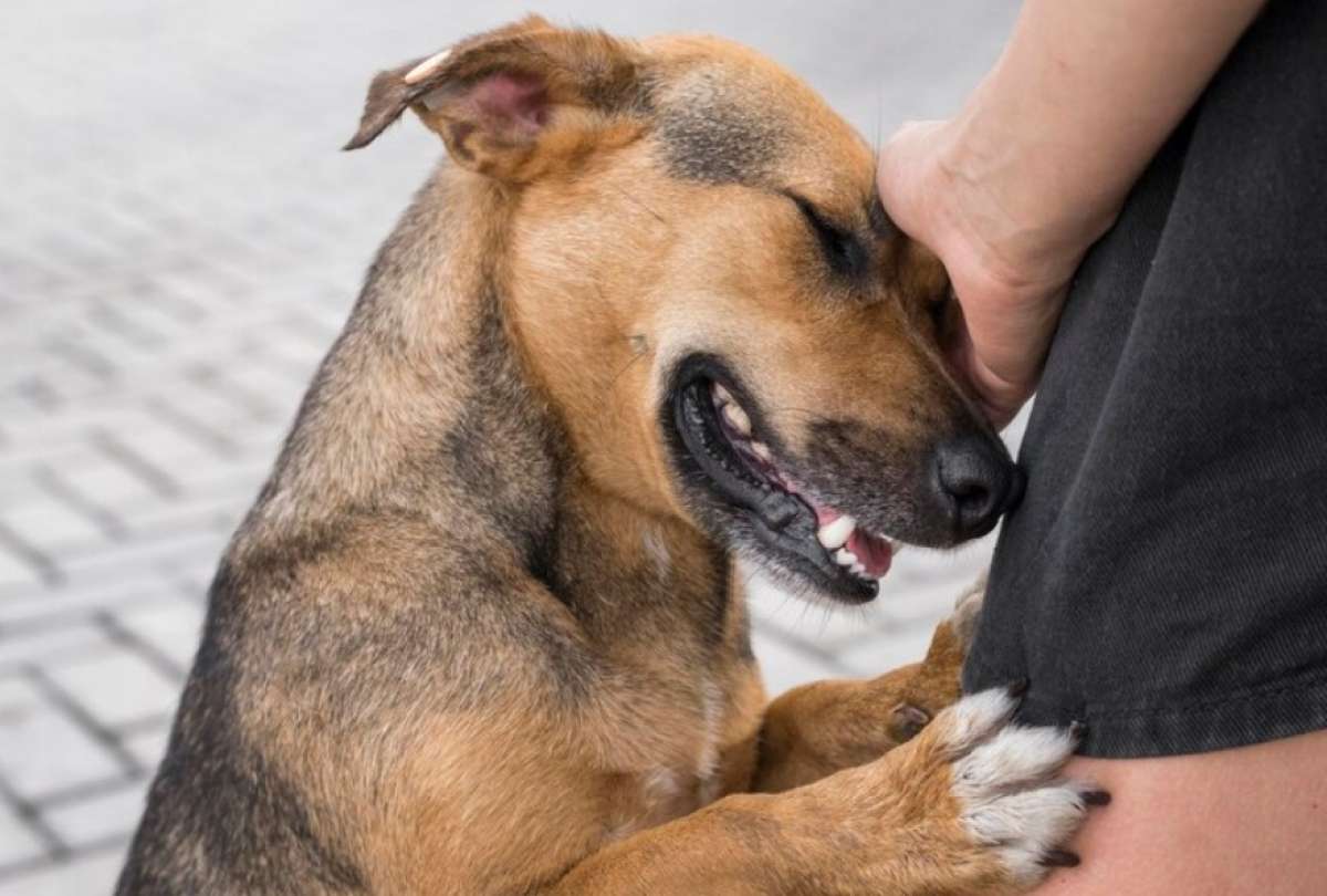El &ldquo;perro caramelo&rdquo; se convierte en s&iacute;mbolo latinoamericano contra el abandono