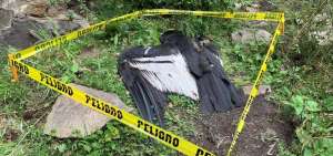 Ecuador investiga las causas de la muerte de un c&oacute;ndor hembra
