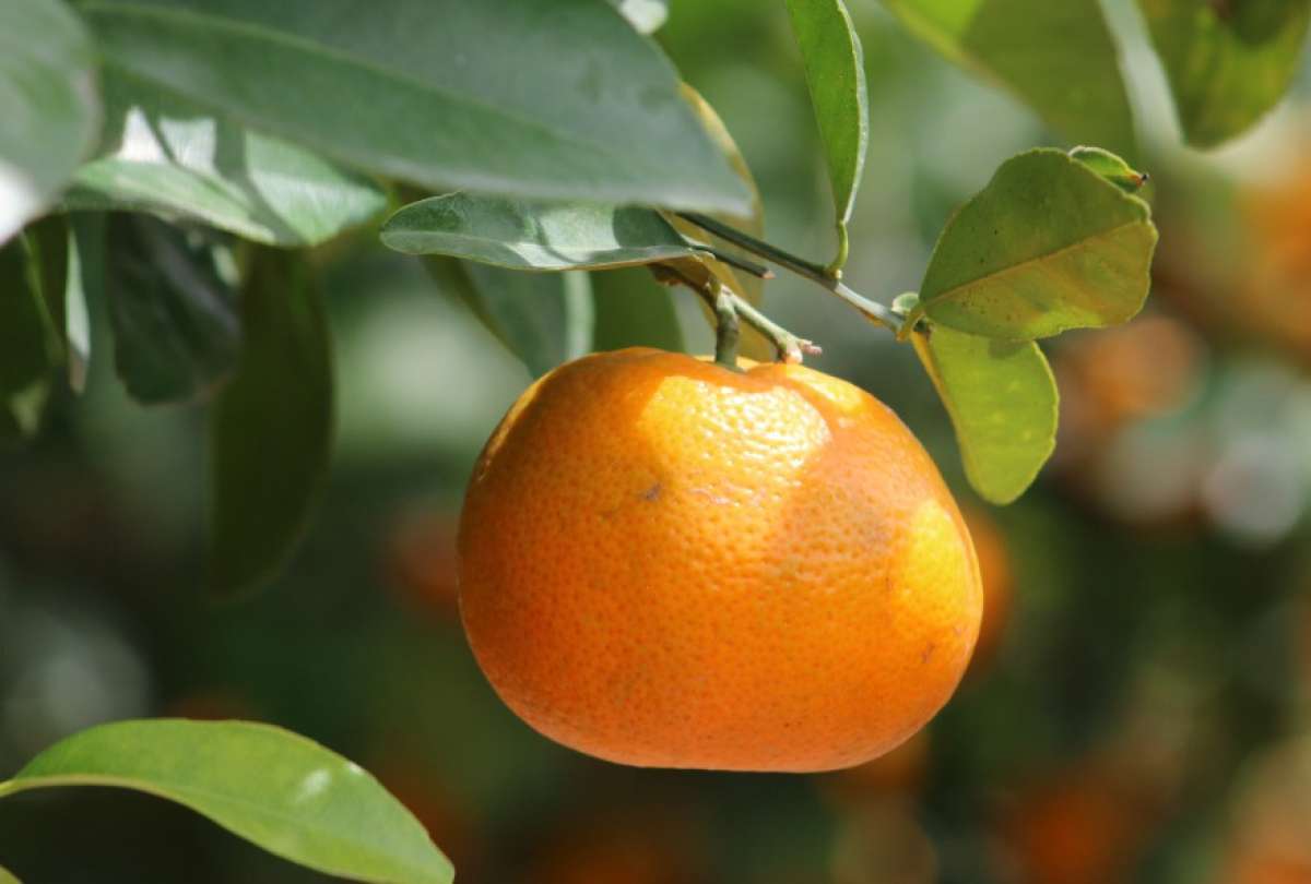 Mandarina ecuatoriana llega por primera vez a Estados Unidos