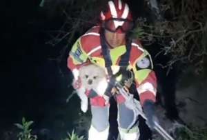 Una perrita llamada Lassie cay&oacute; m&aacute;s de 40 metros a una quebrada en el sector de San Juan de Mor&aacute;n.