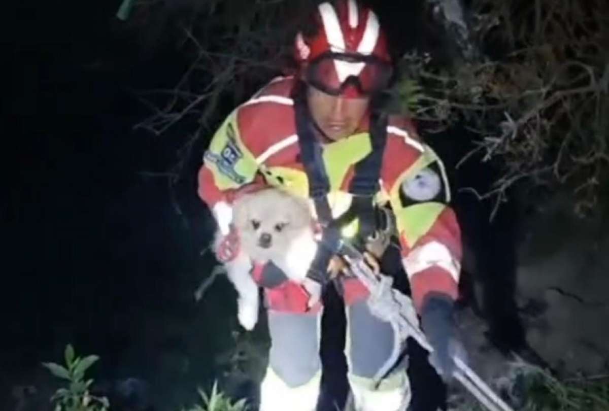 Una perrita llamada Lassie cay&oacute; m&aacute;s de 40 metros a una quebrada en el sector de San Juan de Mor&aacute;n.
