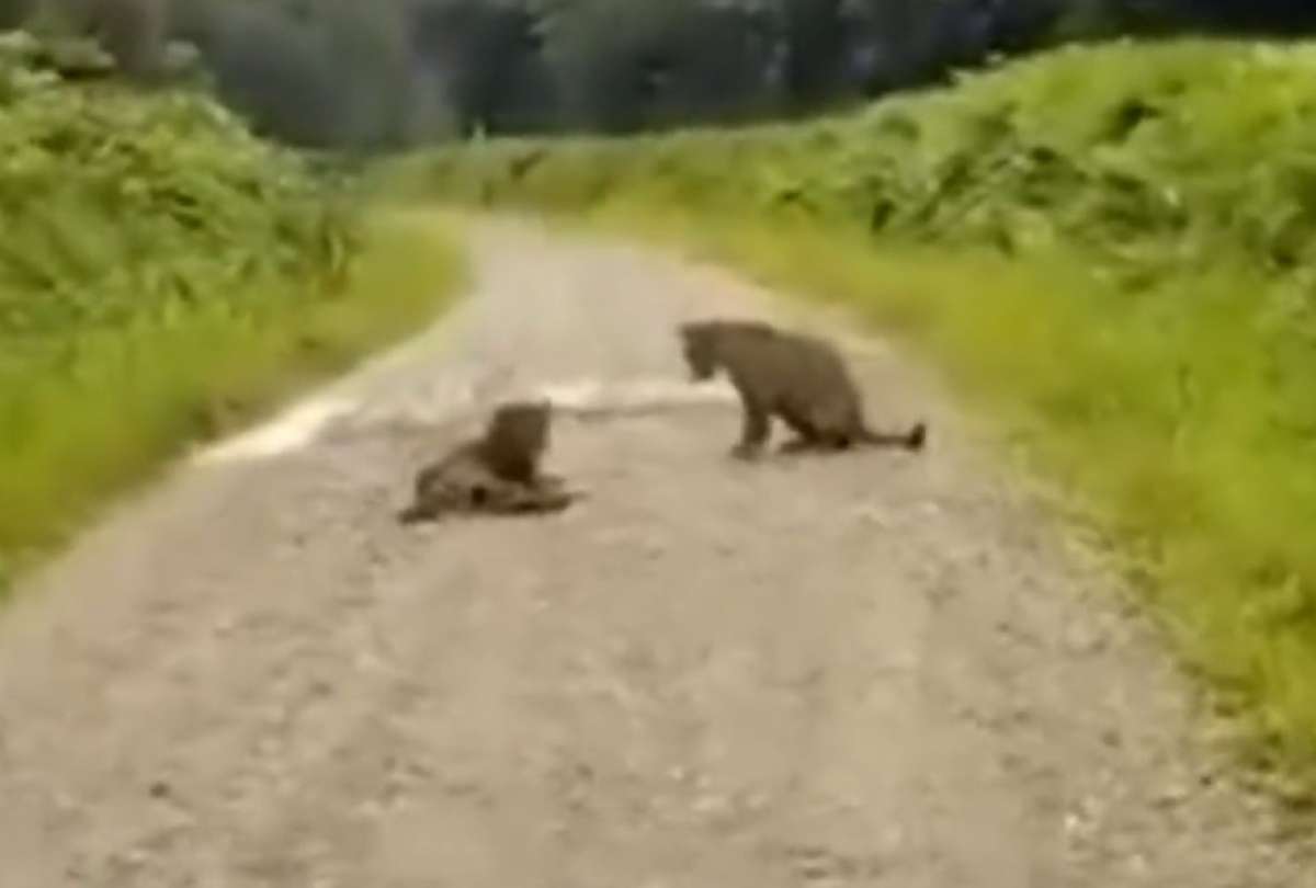 Video capta a una pareja de jaguares en Shushufindi